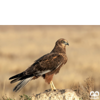 گونه سنقر تالابی Western Marsh Harrier